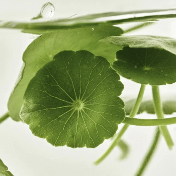 Beauty of Joseon Light On Serum: Centella + Vita C - Image 2