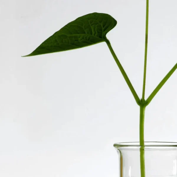 ANUA - Heartleaf 70% Daily Lotion | لوشن ترطيب يومي بخلاصة أوراق القلب – 200مل - Image 6